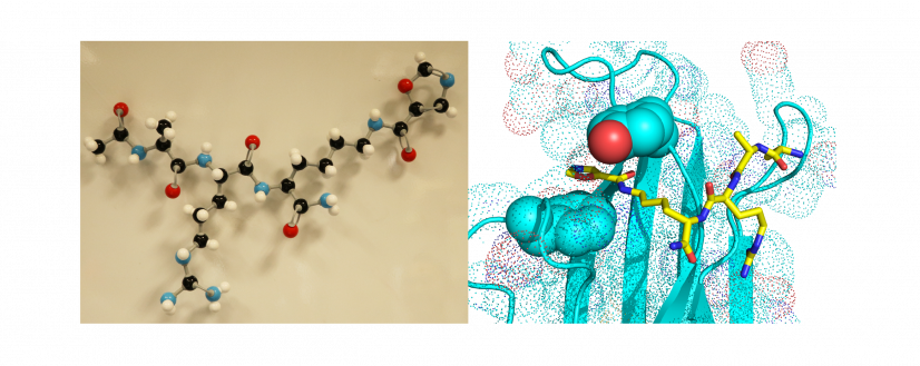 Enlightened by a crystal structure showing how a YEAT domain recognizes the histone mark, Dr. Li’s team designed a series of molecules to target a unique mode of interaction discovered at the recognition site.